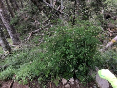 Thalictrum javanicum