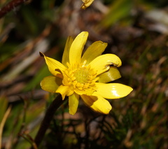 Ranunculus gunnianus