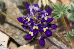 Lupinus flavoculatus