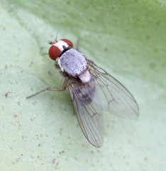 Leucophenga maculata