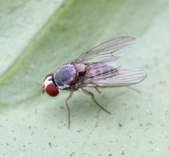 Leucophenga maculata