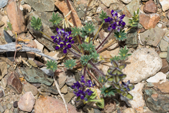 Lupinus flavoculatus