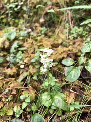 Platanthera brevicalcarata