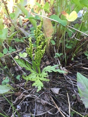 Botrychium lanceolatum