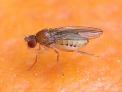 Lordiphosa andalusiaca