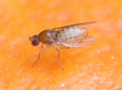 Lordiphosa andalusiaca