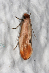 Tinea semifulvella