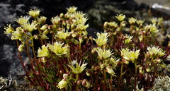 Saxifraga bronchialis funstonii