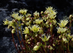 Saxifraga bronchialis funstonii