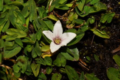 Caltha introloba
