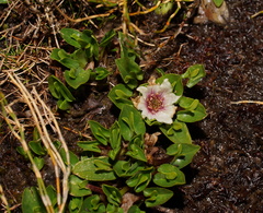 Caltha introloba