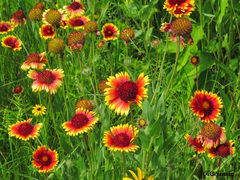 Gaillardia × grandiflora