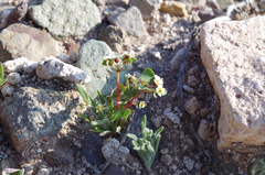 Euphorbia peruviana