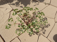 Euphorbia peruviana