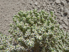 Euphorbia peruviana