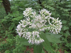 Eupatorium makinoi