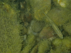 Phoxinus septimaniae