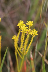 Polygala ramosa