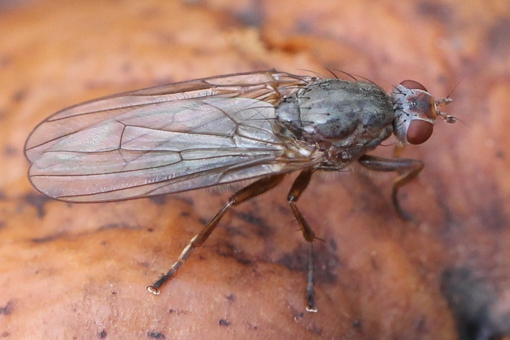 Dryope flaveola