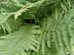 Dryopteris filix-mas