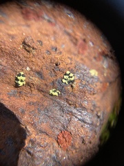 Rhizocarpon norvegicum