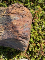 Rhizocarpon norvegicum