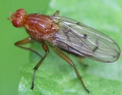 Dryomyza anilis