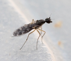 Dolichocephala irrorata