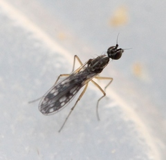 Dolichocephala irrorata