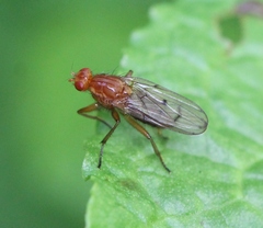 Dryomyza anilis