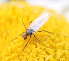 Empis albinervis