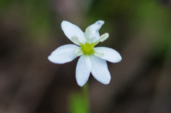 Meconella denticulata