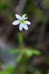 Meconella denticulata