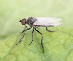 Empis chioptera