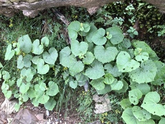 Parasenecio sylviaensis