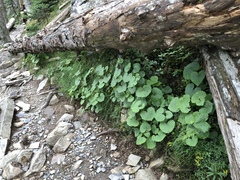 Parasenecio sylviaensis