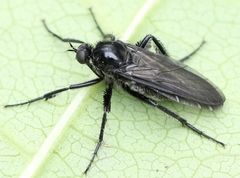 Empis ciliata
