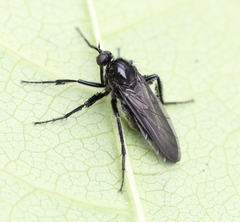 Empis ciliata
