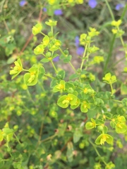 Euphorbia amygdaloides