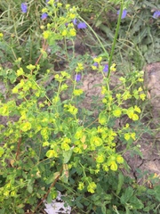 Euphorbia amygdaloides