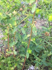 Euphorbia amygdaloides