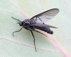 Empis ciliata