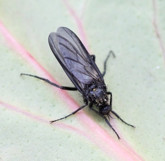 Empis ciliata