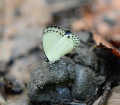 Lycaenopsis haraldus renonga