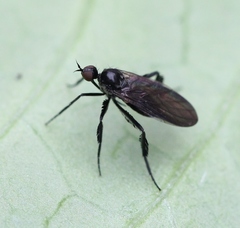 Empis pennipes