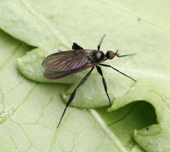 Empis pennipes