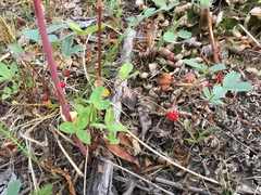 Fragaria virginiana glauca