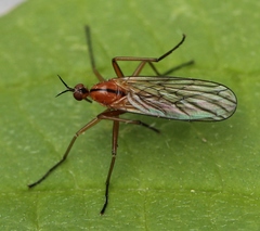 Empis stercorea