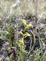 Platanthera mandarinorum pachyglossa