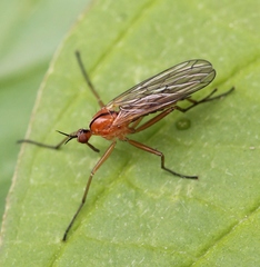 Empis stercorea